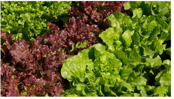 9 Health and Nutrition Benefits of Red Leaf Lettuce