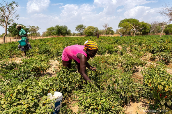 Peasant Farmers Association welcomes President Mahama's move to rename Ministry Of Agriculture 