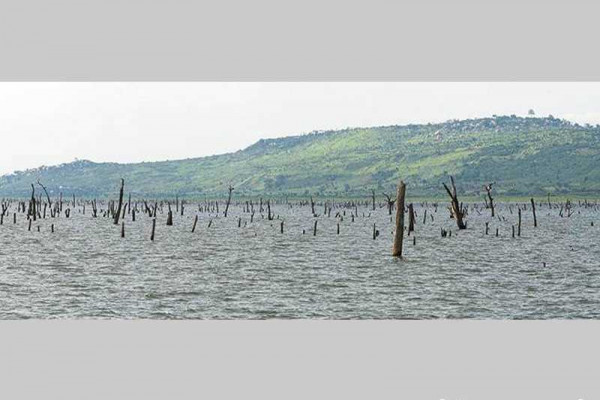 Over 21,000 tree stumps from on Volta Lake to improve navigation