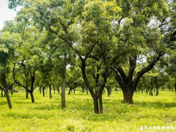        Forestry Commission tracks planted trees in Central Region