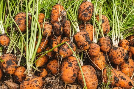 6 Vegetable Gardening Mistakes We’ve All Made