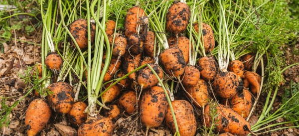 6 Vegetable Gardening Mistakes We’ve All Made