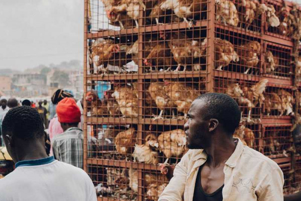 Price of poultry to go up by more than 50 per cent this year compared to last year