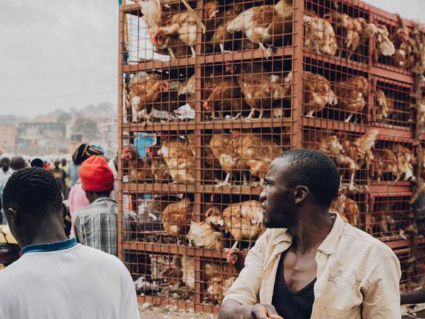 Price of poultry to go up by more than 50 per cent this year compared to last year