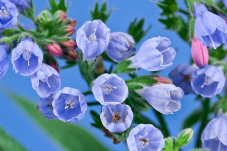 10 Perfect Plants for Permaculture Gardens 