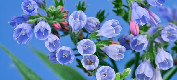 10 Perfect Plants for Permaculture Gardens 