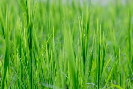 5 Hacks for a Gorgeous Lawn 
