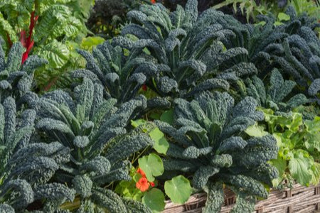 Grow an Edible Landscape with a Permaculture Food Forest 