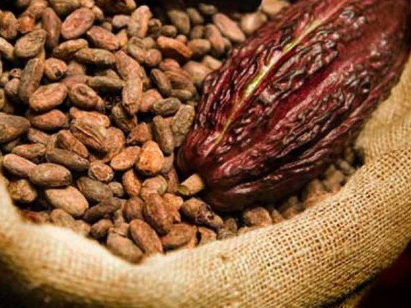 We’ve accounted for $1.3bn cocoa syndicated loan; ignore contrary claims – COCOBOD