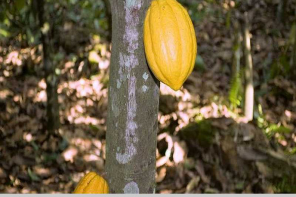 Cocoa farmers threaten to protest over concerns with pension scheme