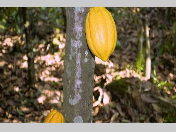 Cocoa farmers threaten to protest over concerns with pension scheme