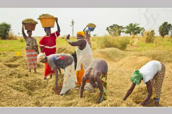 Lack of storage facilities causing local rice grains to dry up and lose value