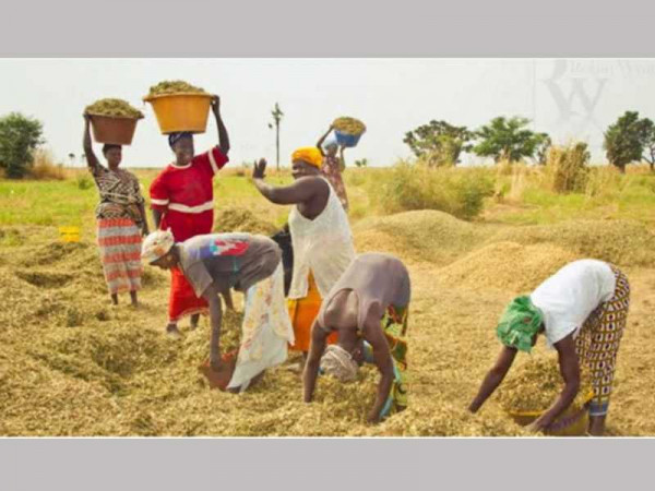 Lack of storage facilities causing local rice grains to dry up and lose value