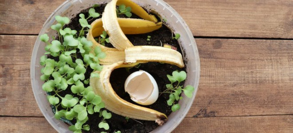 13 Best Ingredients for Homemade Fertilizer