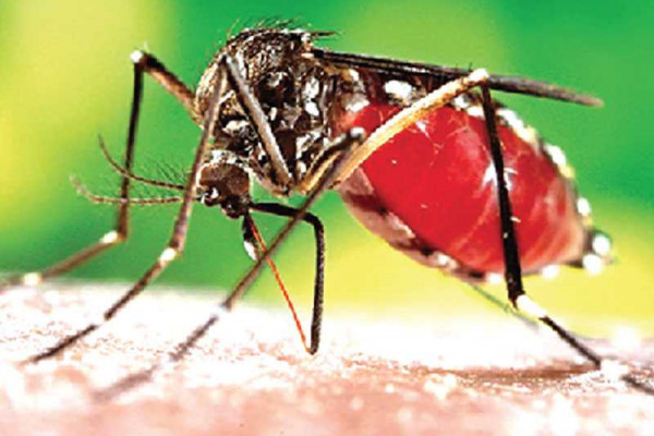 Sporadic yellow fever outbreaks cause for concern