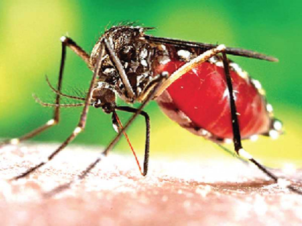 Sporadic yellow fever outbreaks cause for concern