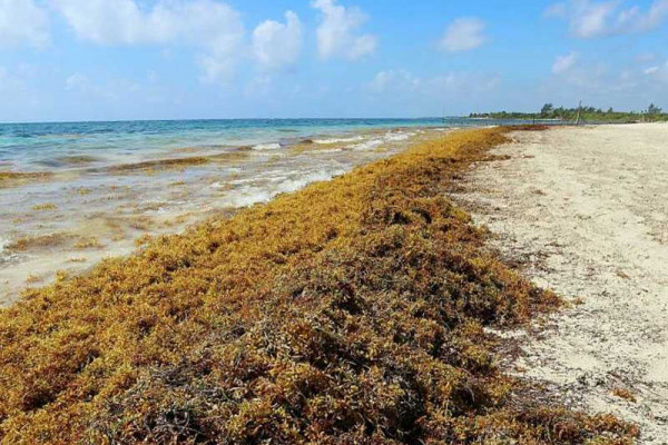 Sargassum can reduce cost of building by 40 per cent