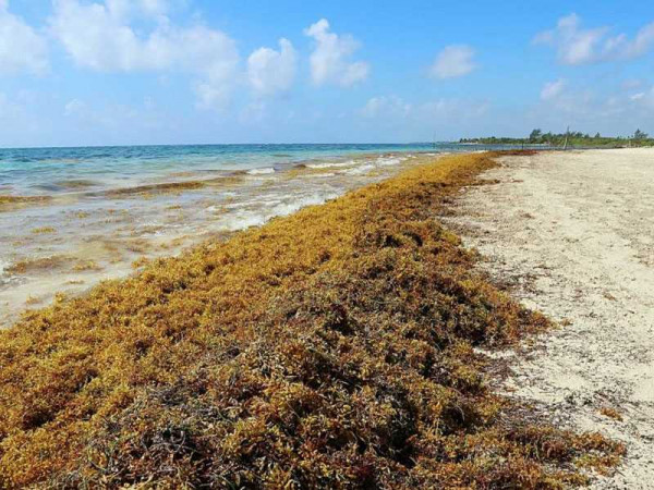 Sargassum can reduce cost of building by 40 per cent