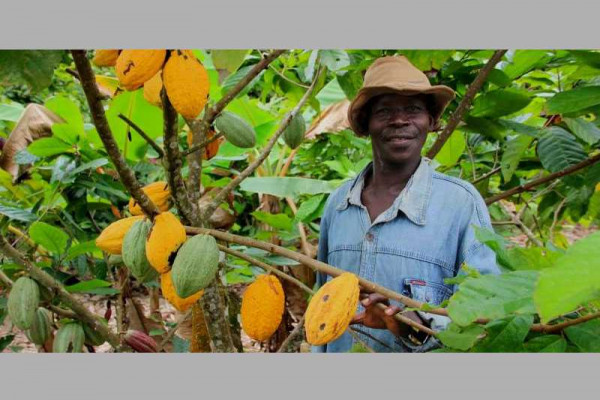 Nigeria considers joining Ghana, Cote d’Ivoire to implement LID for cocoa farmers