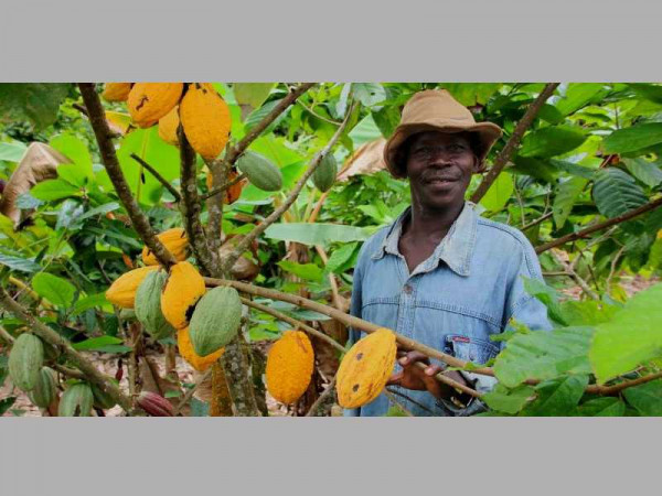 Nigeria considers joining Ghana, Cote d’Ivoire to implement LID for cocoa farmers
