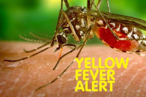 Central Region on high alert for yellow fever outbreak