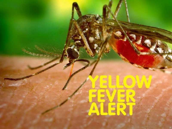 Central Region on high alert for yellow fever outbreak