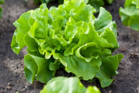 11 of the Easiest, Fastest Vegetables to Grow 