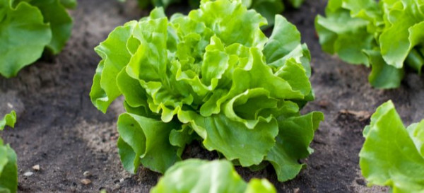 11 of the Easiest, Fastest Vegetables to Grow 