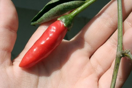 Maintaining Your Chili Pepper Plants 