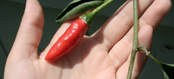 Maintaining Your Chili Pepper Plants 