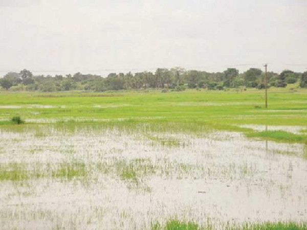 Farms flooded in Volta Region: Cereals, vegetables affected