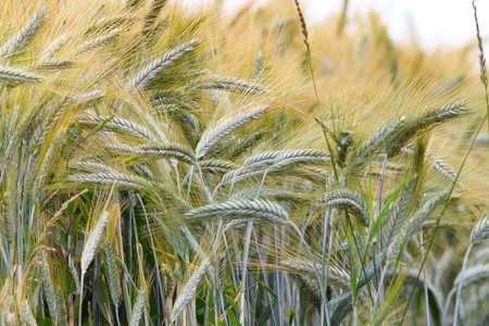 What Is the Grow Food Not Lawns Movement?
