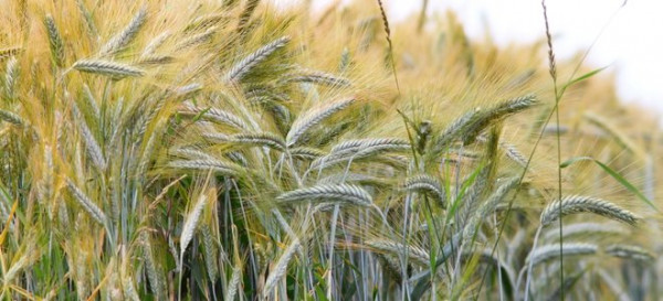 What Is the Grow Food Not Lawns Movement?