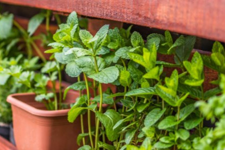 How to Set Up a Kitchen Spice and Herb Wall 