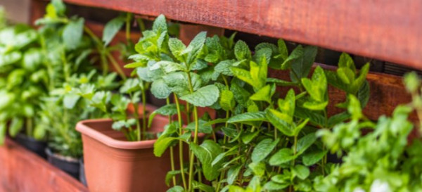 How to Set Up a Kitchen Spice and Herb Wall 