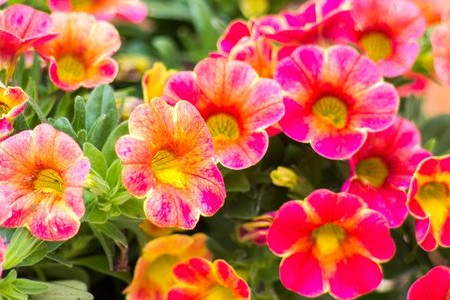 Planting Petunias as a Companion Plant in Your Garden 