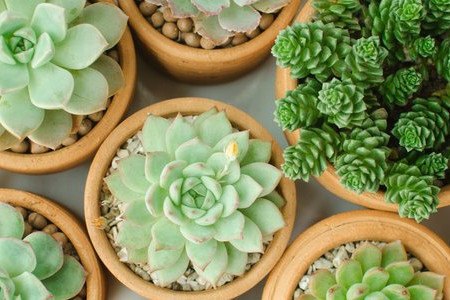 4 Gifts for Plant Lovers 