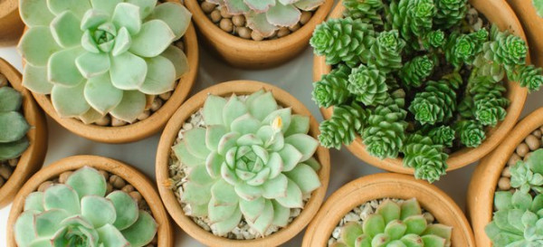 4 Gifts for Plant Lovers 