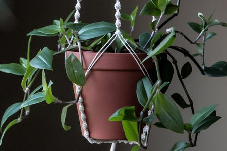 Easy DIY Macrame Plant Hanger 