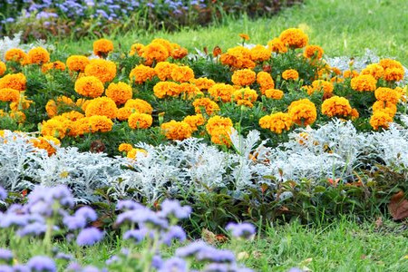 11 Companion Plants to Grow beside Your Grass 