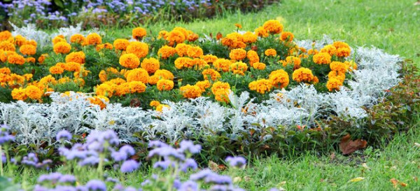 11 Companion Plants to Grow beside Your Grass 