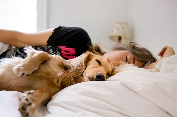 Is It Good to Sleep with Your Dog in Bed?