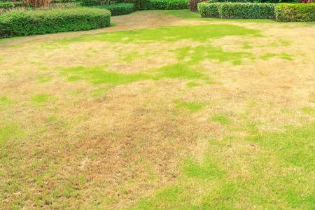 Is Your Lawn Diseased? 