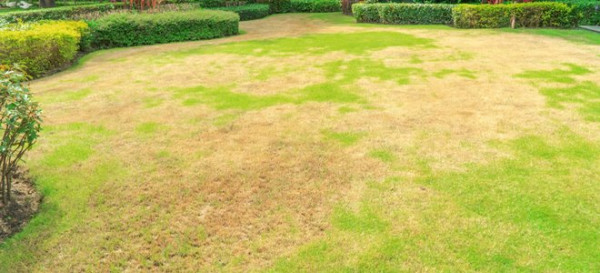 Is Your Lawn Diseased? 