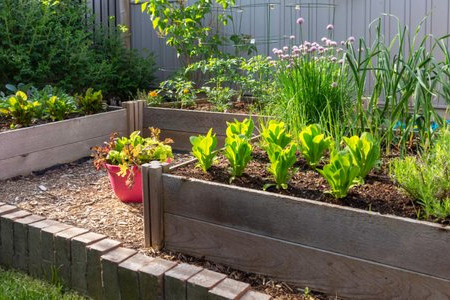 How to Garden Vegetables in Raised Beds
