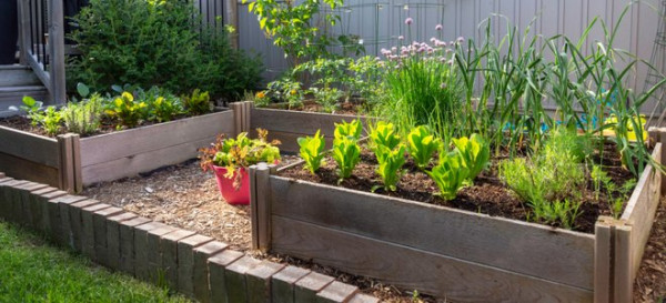 How to Garden Vegetables in Raised Beds