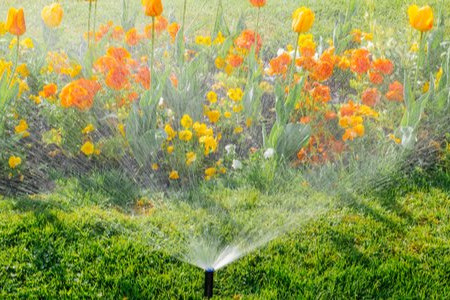 6 Lawn Care Mistakes You've Probably Been Making 
