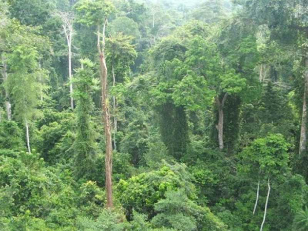 Stakeholders urged to secure forest reserves