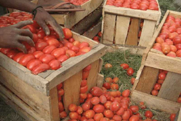 Upper East tomato growers learn best agronomic practices to boost income