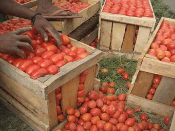 Upper East tomato growers learn best agronomic practices to boost income